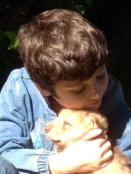 L'Instant D'Un Regard - Chien-loup de Saarloos - Portée née le 20/04/2014